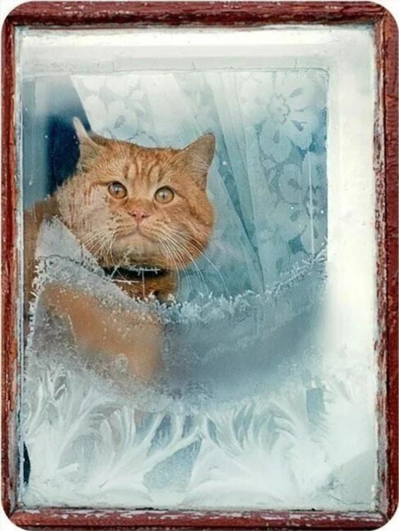 Быть везде текст. Кот зимой. Жду весну. Кот ждет весну. С добрым морозным утром коты.