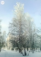 Обложка произведения Белоснежье января