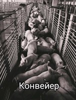 Обложка произведения Конвейер