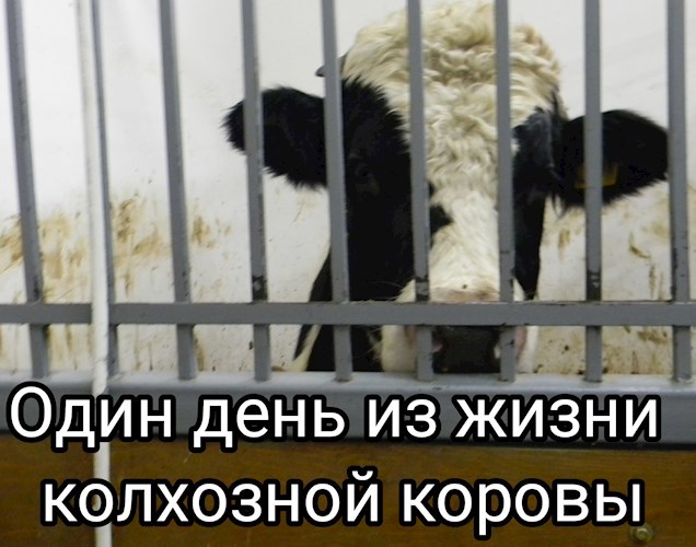 Обложка произведения Один день из жизни колхозной коровы