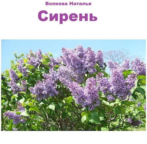 Обложка произведения Сирень