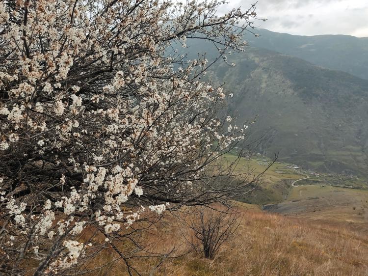 коричневый туман. утренний туман. туманный пейзаж. утро природа. кусты в тумане.