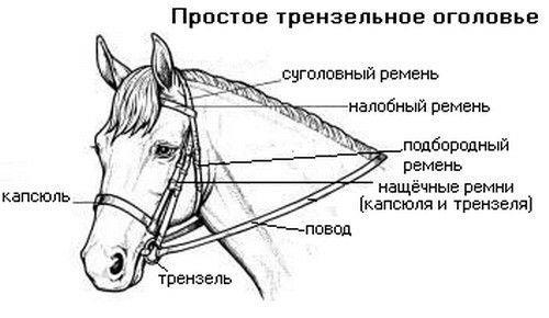 Купить узду кожаную для лошади в Москве