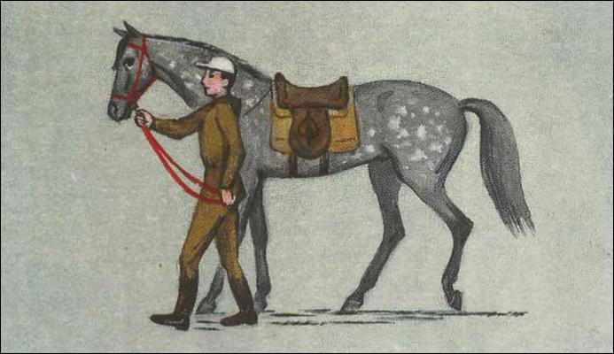 Коня под уздцы. Коня под уздцы. Мужчина ведет под уздцы коня. Парень ведет коня. Коня под уздцы.