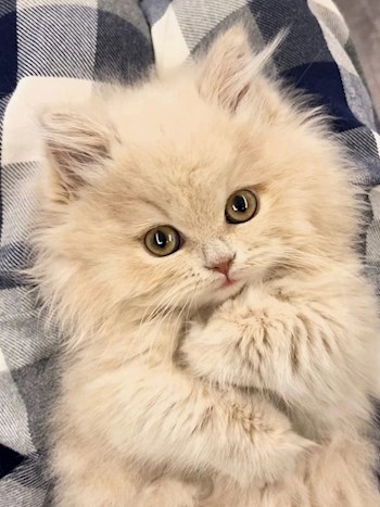 Обложка произведения Чудесный день котёнка
