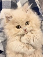Обложка произведения Чудесный день котёнка