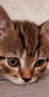 Обложка произведения Котенок