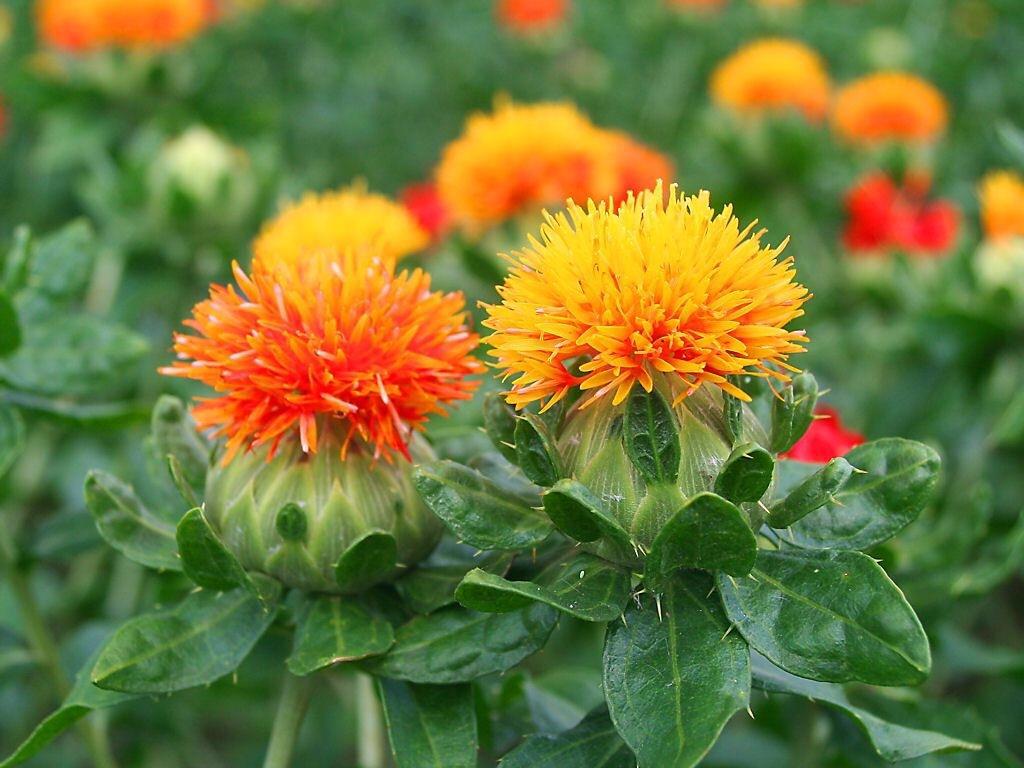 Carthamus tinctorius 'Kinko' has been bred specifically for indoor and outdoor p