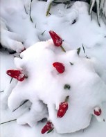 Обложка произведения Подснежники