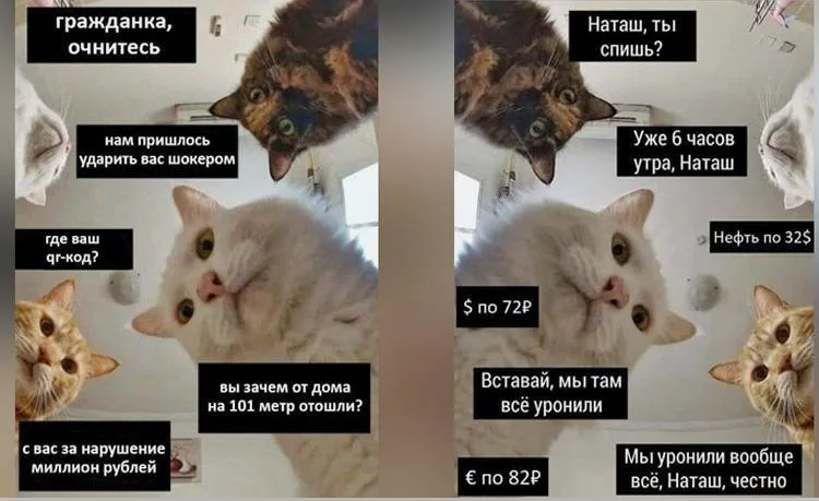 Мем с котами мы все уронили