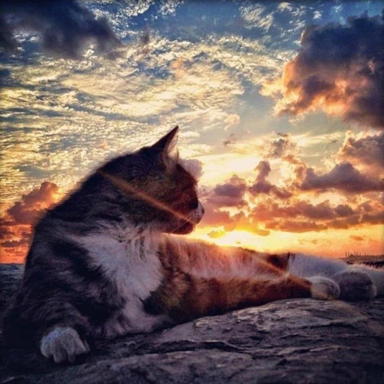 Pin on Кошки и котята/Cats and kittens Pretty cats, Cat photo, Kittens