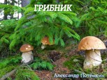 Обложка произведения Грибник