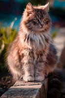 Обложка произведения Про - пятеро =котят.