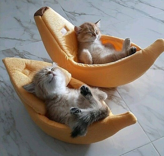 Обложка произведения Десятая жизнь кошки