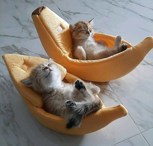 Обложка произведения Десятая жизнь кошки