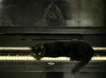 Обложка произведения Кот не знает нот