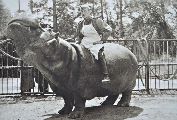 Бегемот ганс. Бегемот ганс