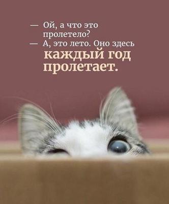 Выходные пролетели картинки смешные. Она уже пролетело. Мемы с ди каприо остров проклятых. Цитаты про лето. Она уже пролетело.