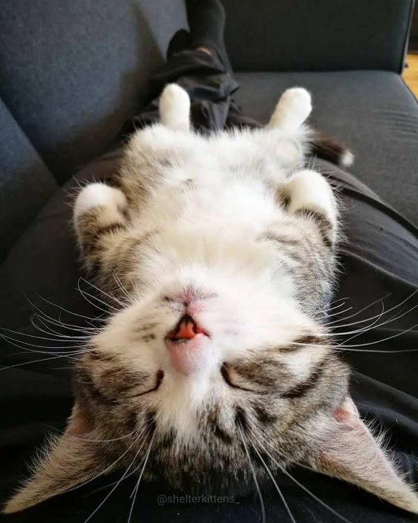 Не сильно довольны им. Сильных не любят ими нельзя управлять. Кошка улыбается. Довольный кот. Довольная морда.