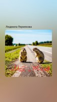 Обложка произведения Мот и Жмот