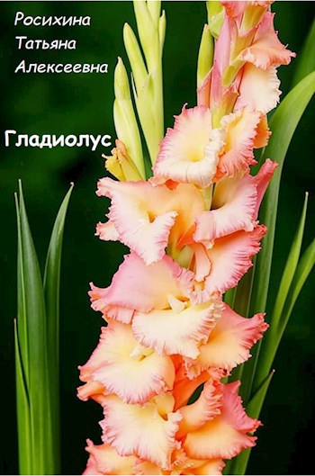 Обложка произведения Гладиолус