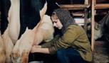 Обложка произведения Норовистая корова или все дело в трусах