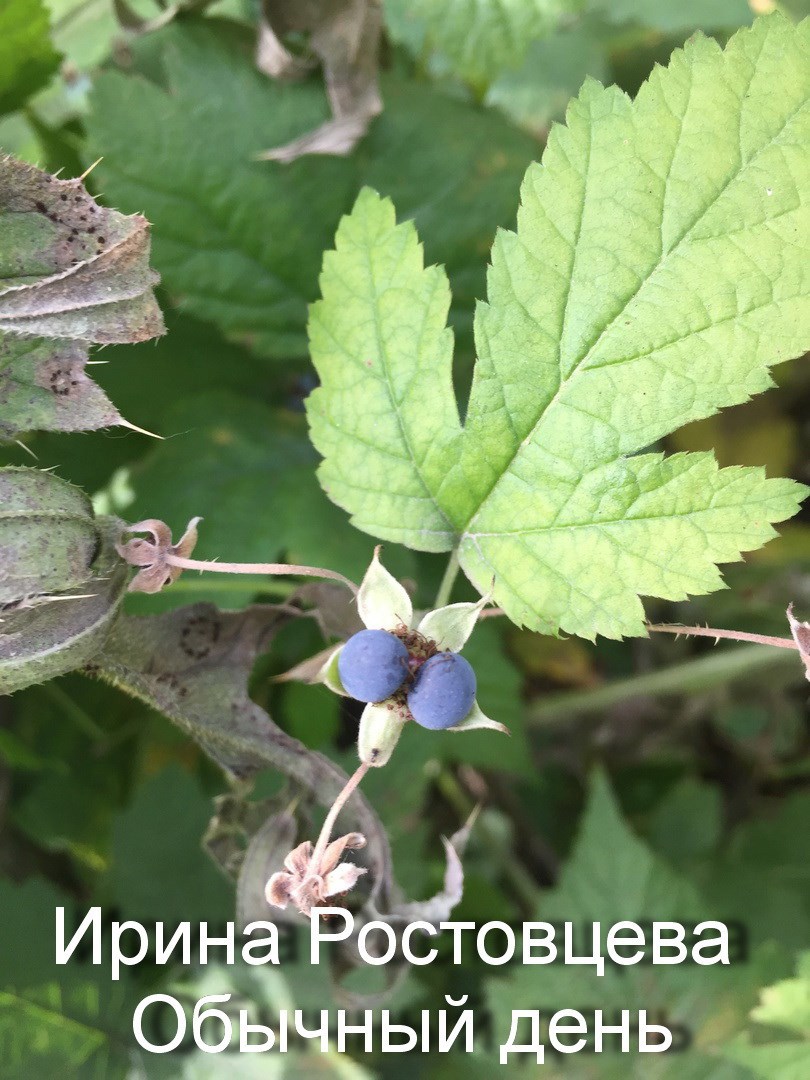Обложка произведения Обычный день