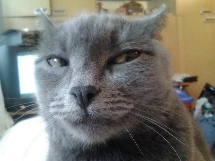 Виновен по подозрению. Презрительный кот. Кот подозревает. Подозрение 18. Презрительный кот.