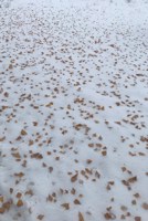 Обложка произведения Ни о чём