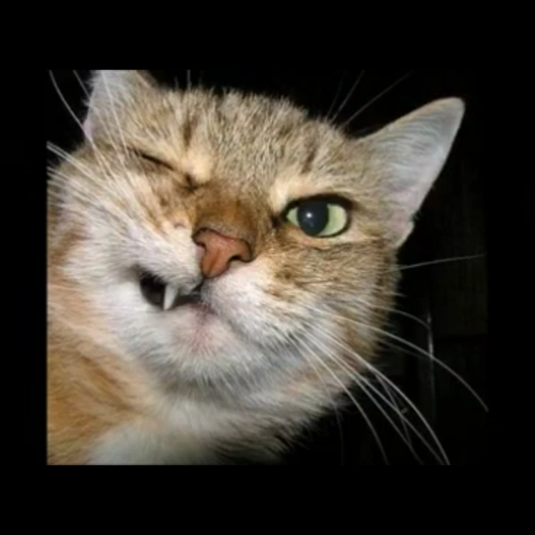 Фотографию которую я тебе покажу. Грустный серый кот. Фотографию которую я тебе покажу. Красивые котята. Встреча любимого человека.