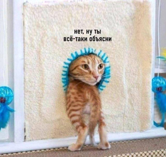 Я не договорила картинка