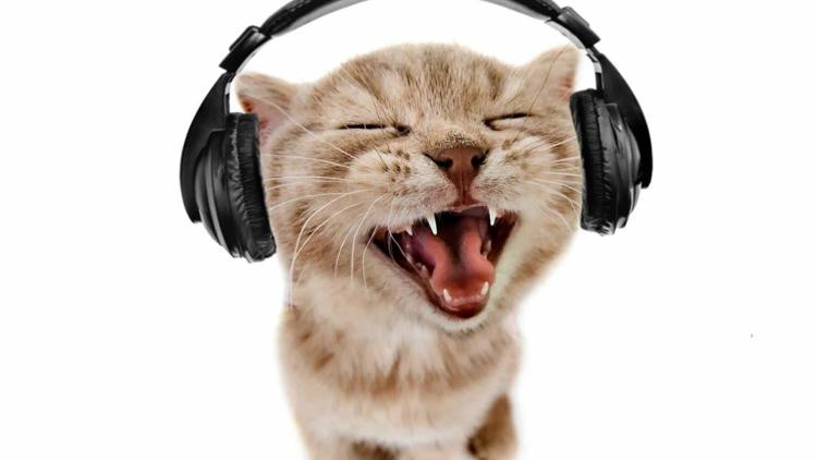 Мем с котом в наушниках