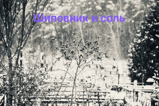 Обложка произведения Шиповник и соль