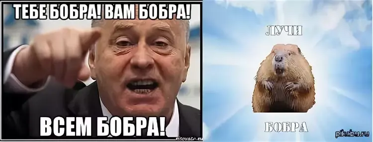 Мем бобры курба. Всем бобра. всем бобра мем. все бобра дорогие друзья. всем бобра прикол.