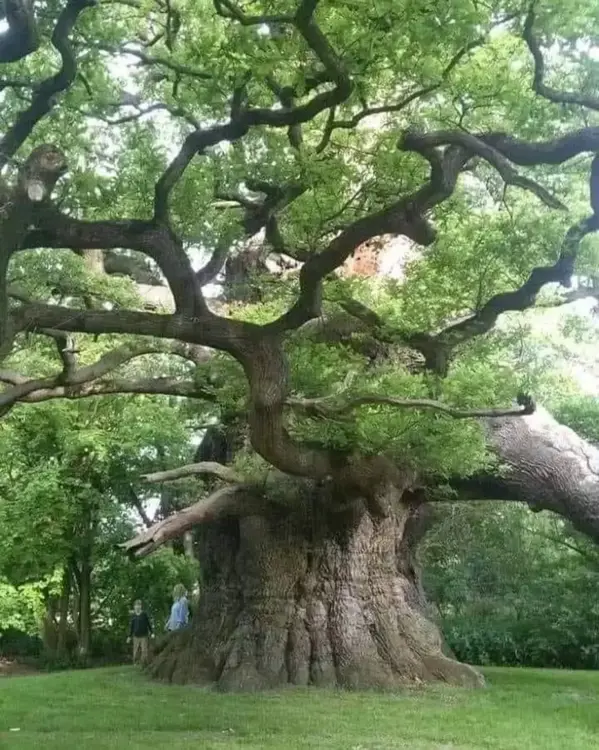 Old oak tree. Old oak tree