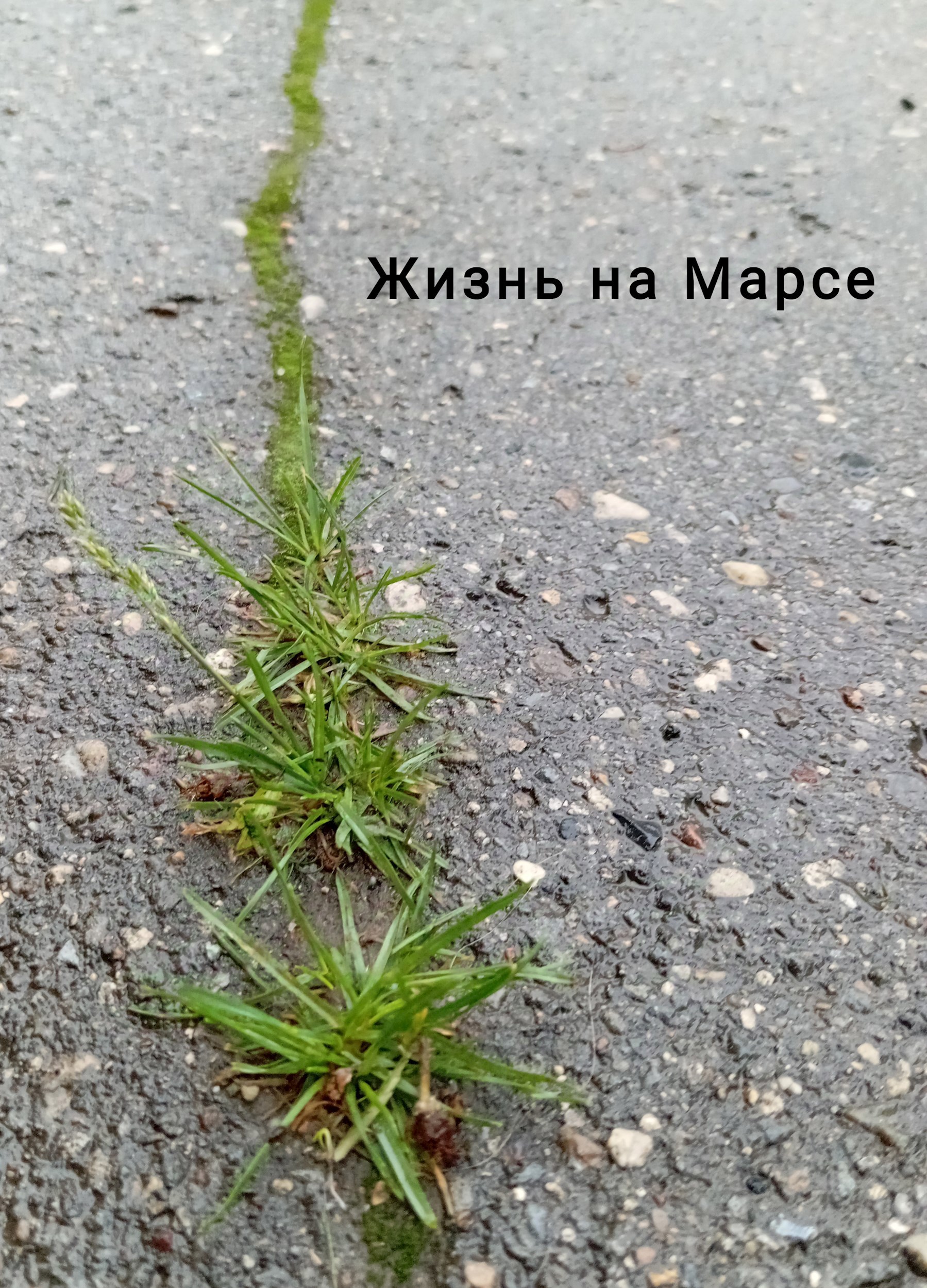 Обложка произведения Жизнь на Марсе