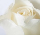 Обложка произведения Лепестки