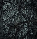 Обложка произведения Мысли