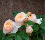 Обложка произведения Роза Джульетта