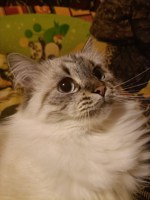 Обложка произведения Призраки Недописанного