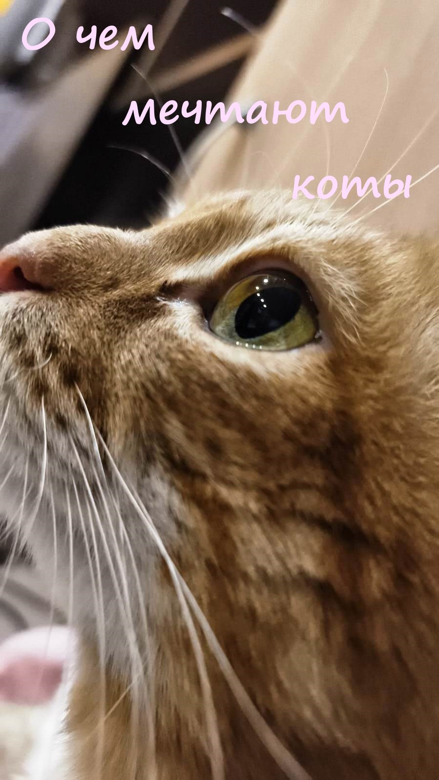 Обложка произведения О чем мечтают коты?
