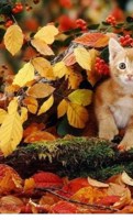 Обложка произведения Как это мило!