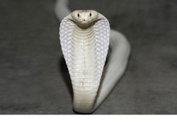 Пепел