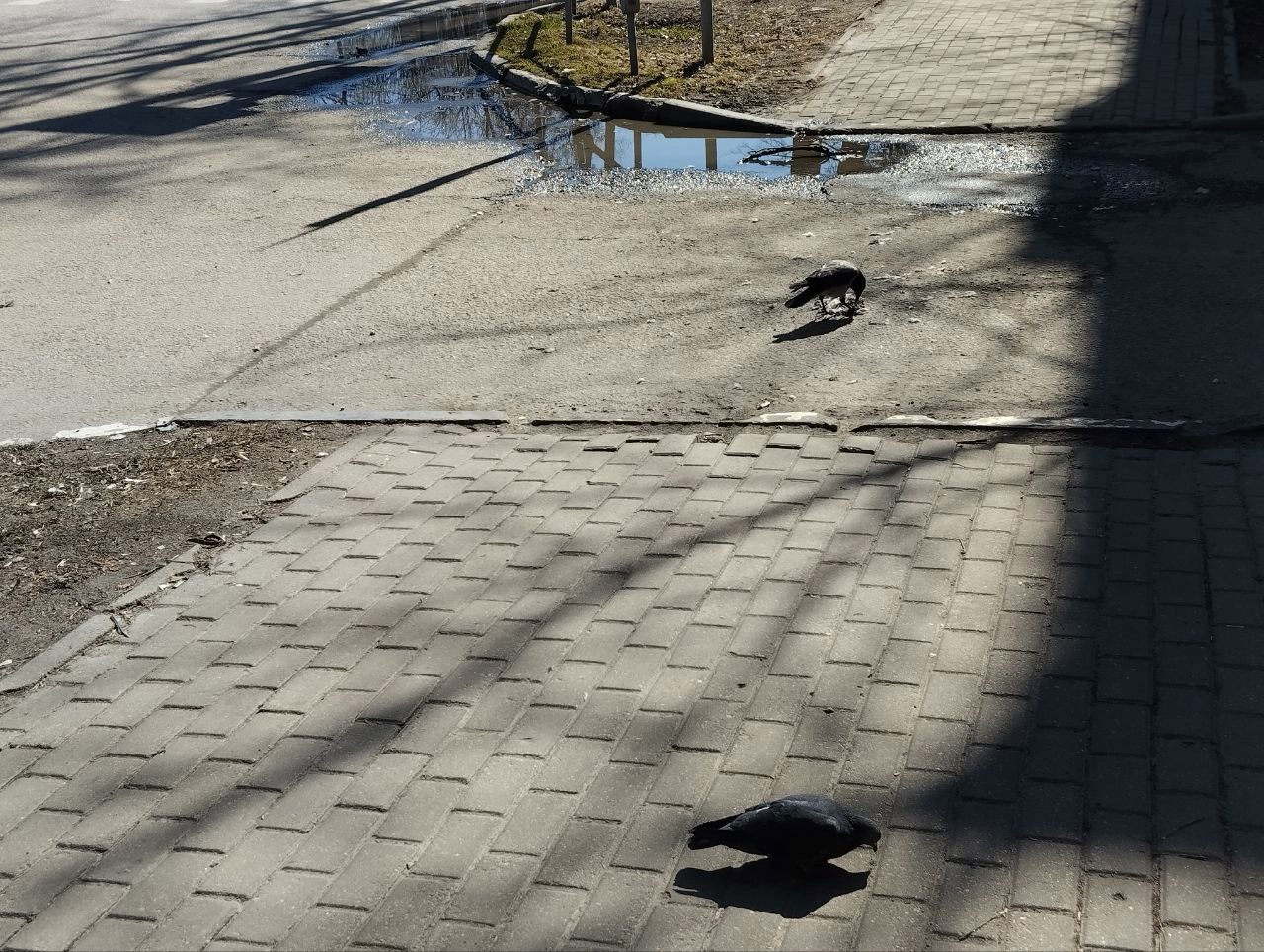 Обложка произведения Клеймо.
