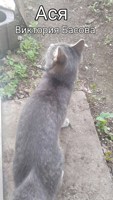Обложка произведения Ася