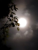 Обложка произведения Она