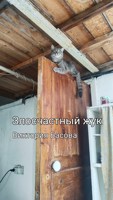 Обложка произведения Злосчастный жук