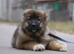 Обложка произведения Лиза