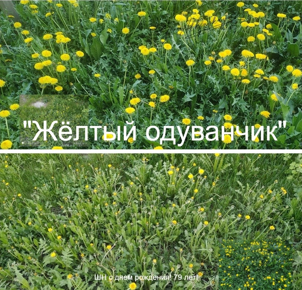 Обложка произведения Жёлтый одуванчик