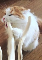 Обложка произведения Котики-друиды
